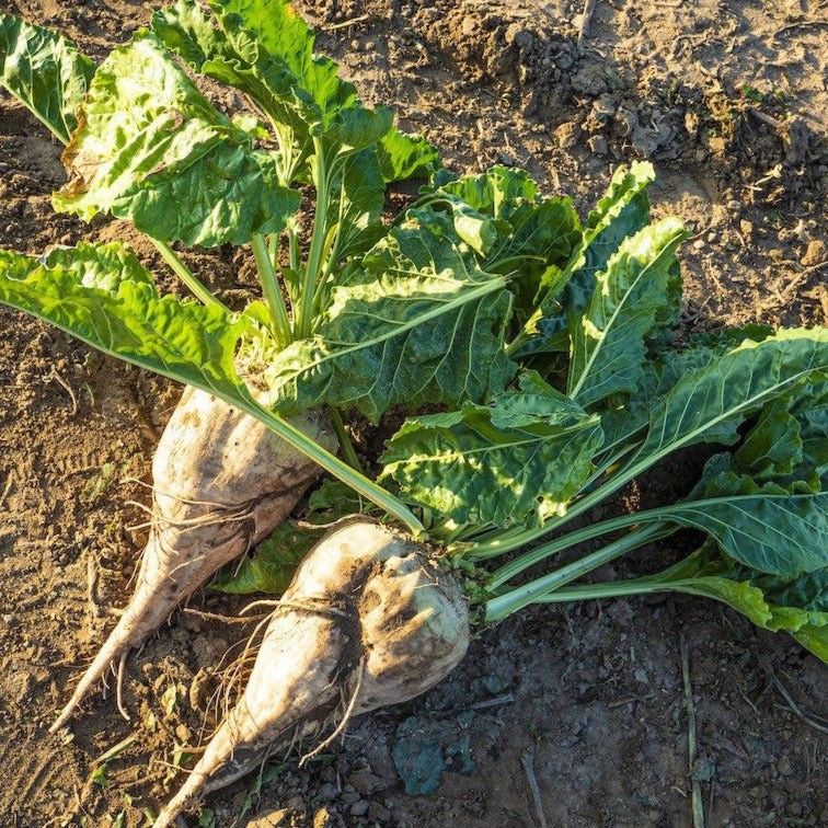 Sugar Beet Seeds | White Albino Sucrose Beets Cover Crop Vegetable Seed 2024