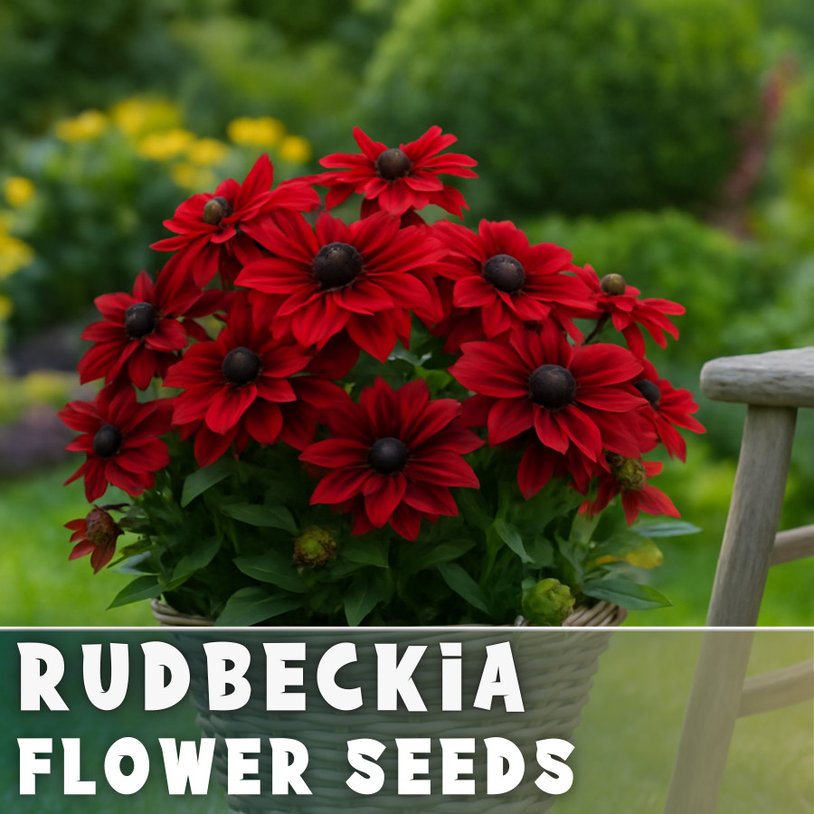 Rosette Rudbeckia Seeds 125+ Seeds Annual Flower Seeds Garden