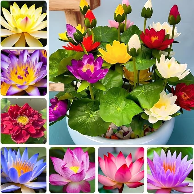 35 Mixed Miniature Water Lily & Lotus Seeds Vibrant Blooms for Bowls & Ponds …