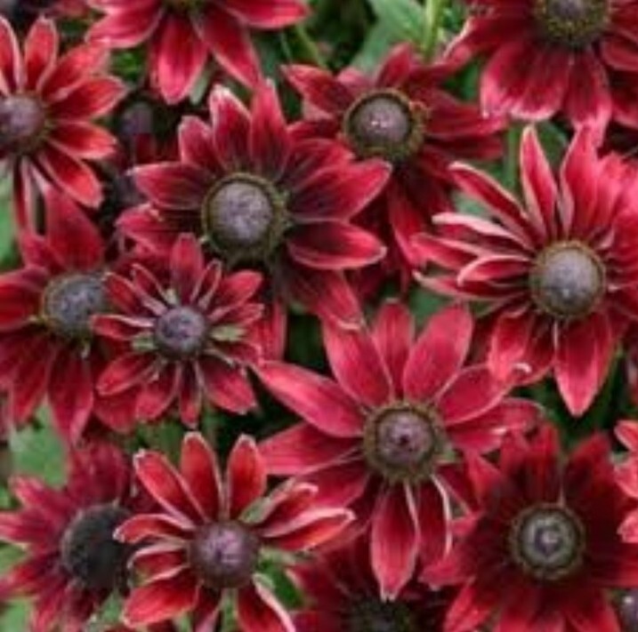 30 Rudbeckia Cherry Brandy seeds