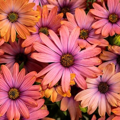 200+ Purple & Orange Cape Daisy Seeds for Garden Planting – USA – FREE SHIPPING!