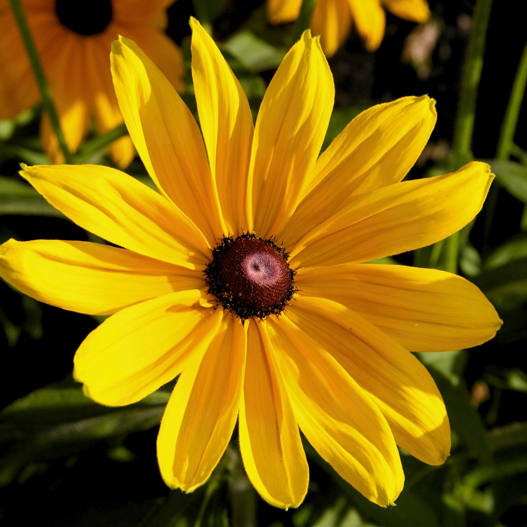 Fresh Premium Elegant Black Eyed Susan Seeds | Heirloom Non-GMO | Flower Seeds