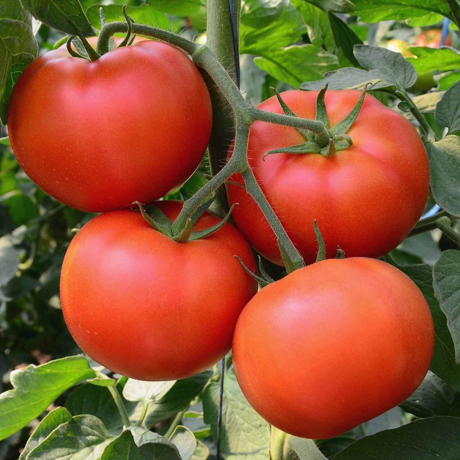 Big Beef Tomato Seeds (F1 Hybrid) | Non-GMO | Free Shipping | Seed Store | 1031