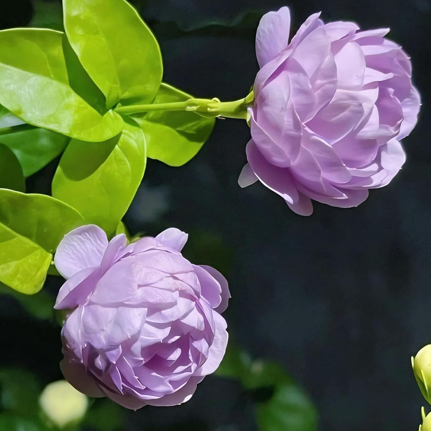 Mix Climbing Double Jasmine Seeds for Planting, 290+Pcs Perennial Fragrant Climb
