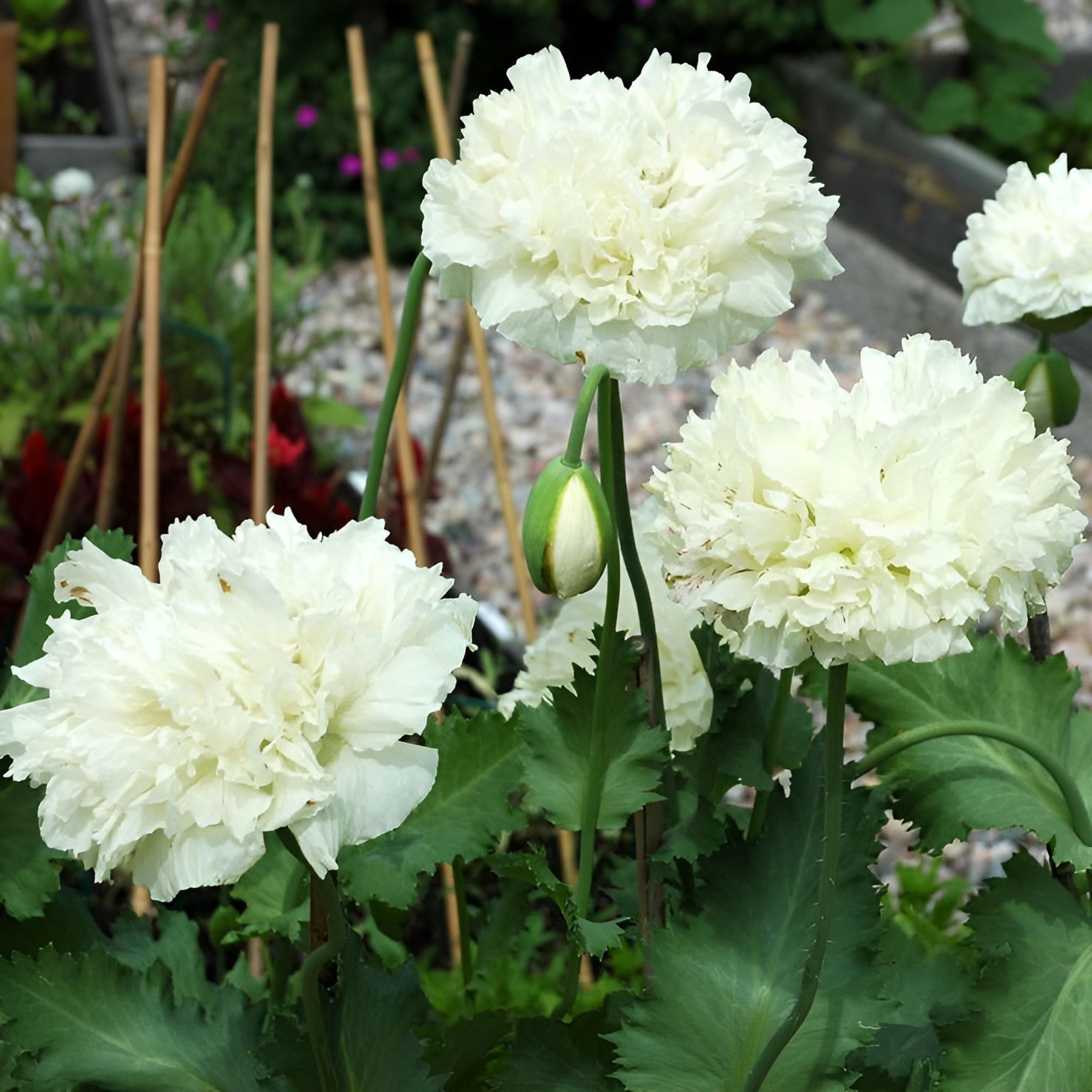 1,000 White Cloud Peony Poppy Seeds – P. Somniferum -Classic Double White Blooms