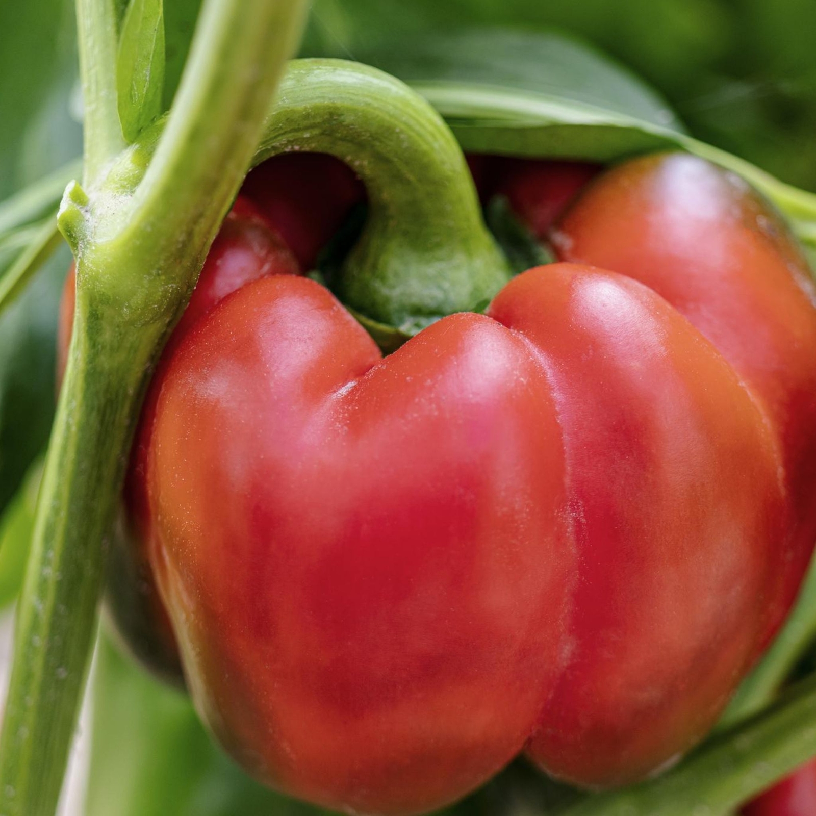 Red Bell Peppers – Seeds – Organic – Non Gmo – Heirloom Seeds – Vegetable Seeds