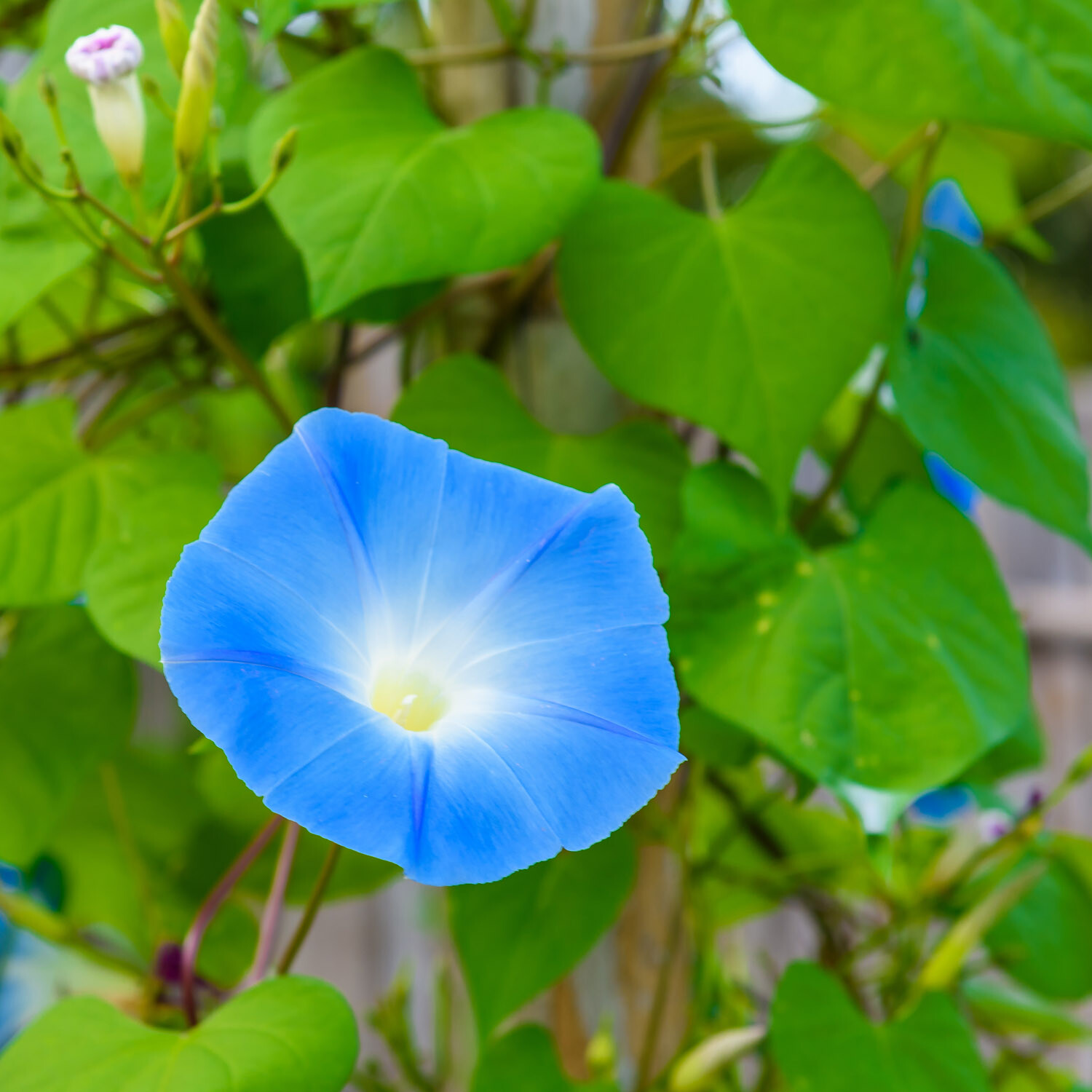 UNTREATED Morning Glory Seeds Heavenly Blue Flower Ipomoea fresh BULK seeds 1oz
