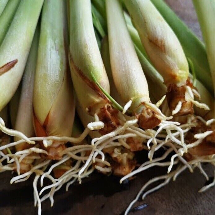 Lemongrass Plants (ตะไคร้), (sả), – 10 Inches Long, Rooted and Ready to Plant