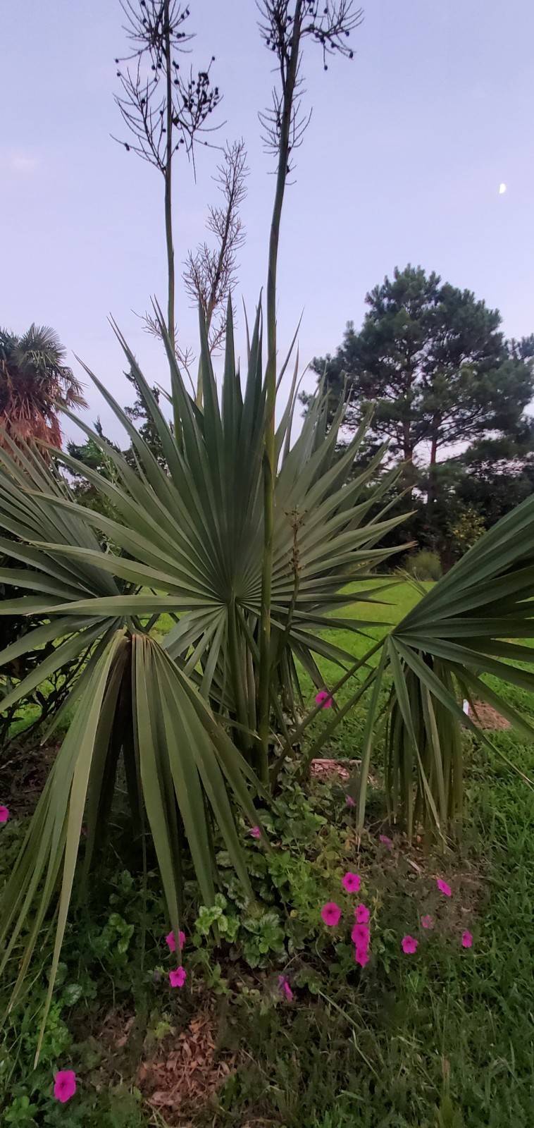 20 Palm Seeds Of Various Species