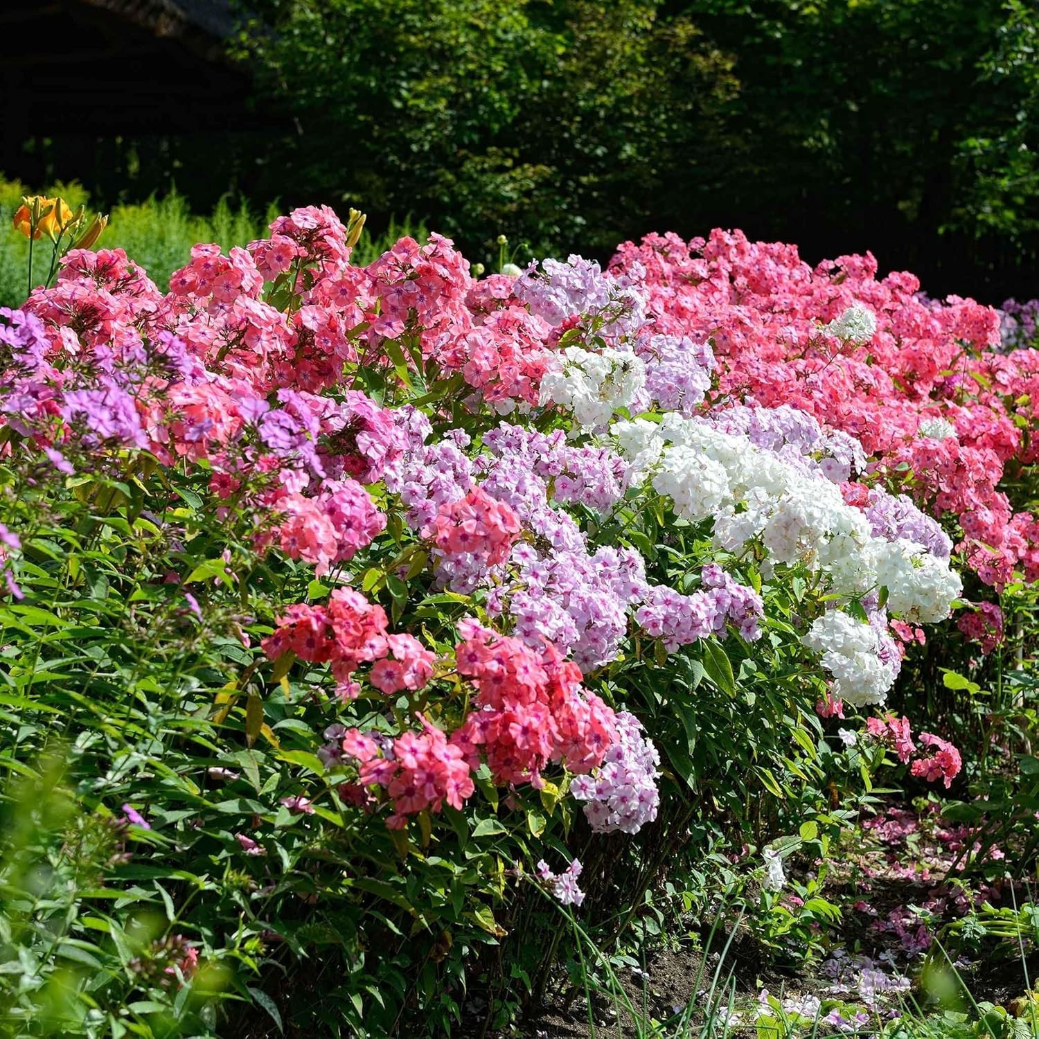 Attractive 1500 Mixed Phlox Seeds – Deer Resistant Low-Maintenance Ground Cover