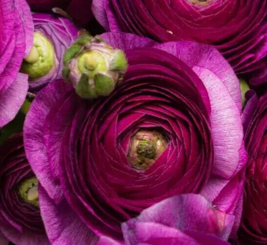 Purple Ranunculus Bulbs 30 Quality Corms Peony Rose Wedding Flowers for Planting