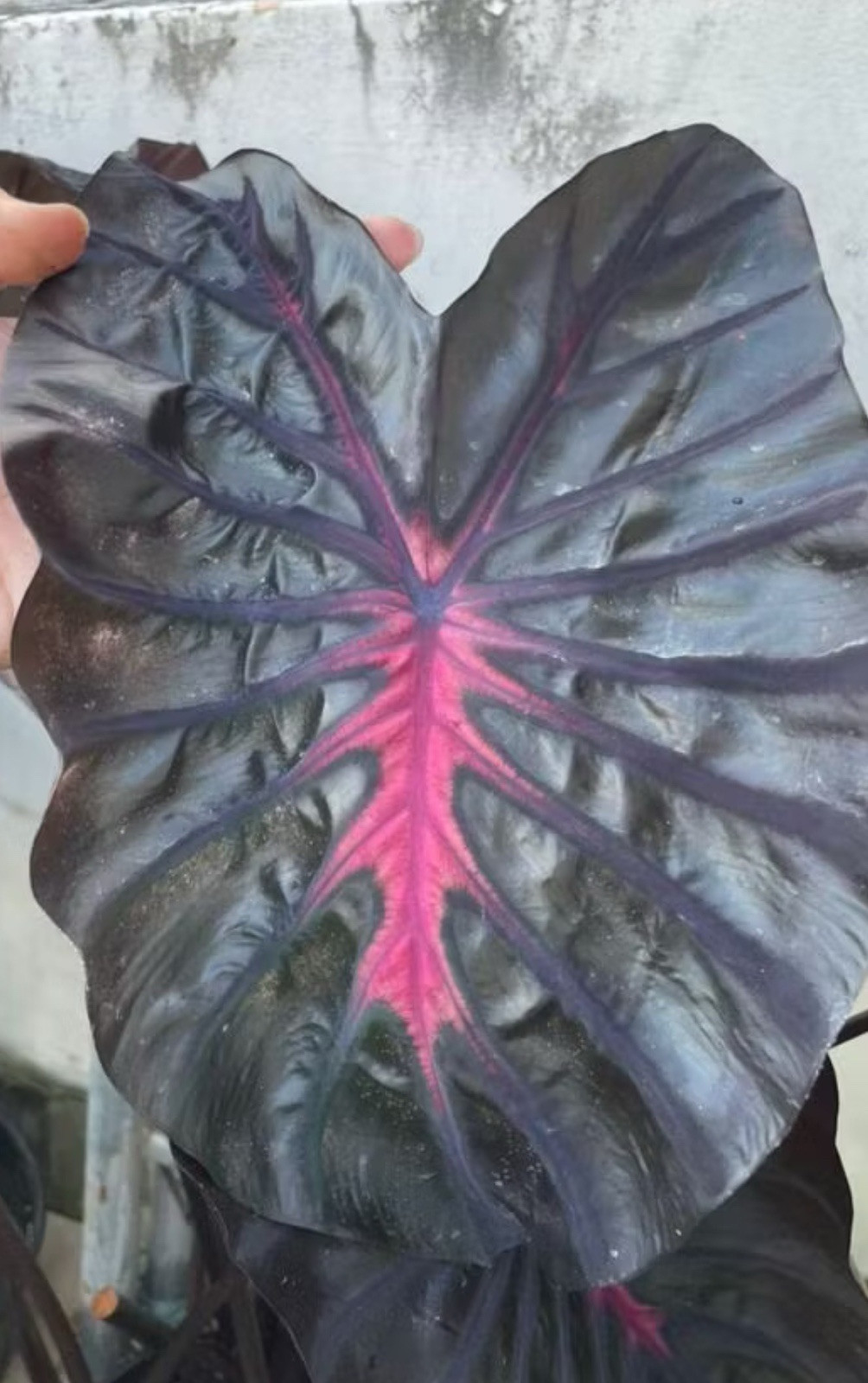 AUTHENTIC Colocasia Inferno Fall1 bulbs