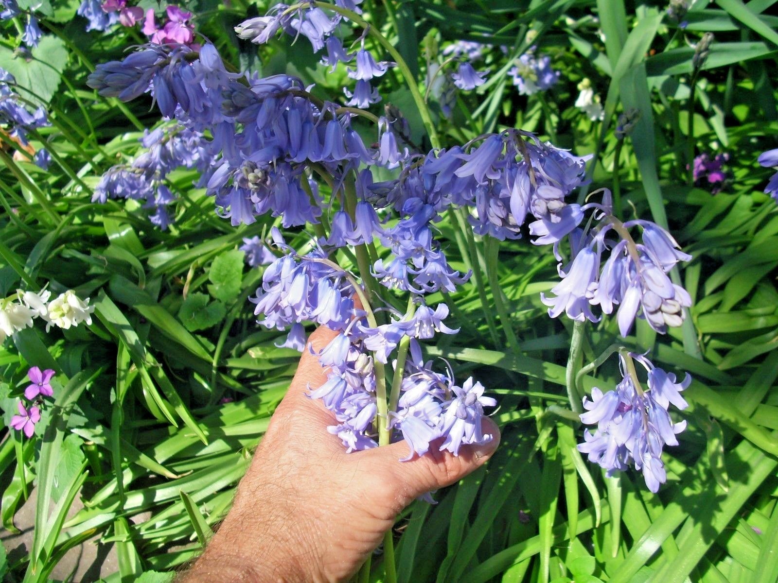 50 WOOD HYACINTH SEEDS / SPANISH BLUEBELL – pretty white , blue + pink blooms
