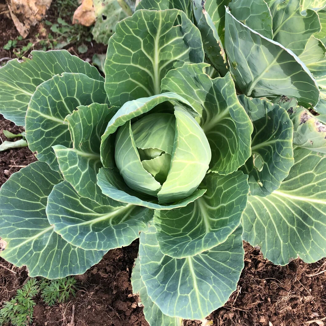 Early Jersy Wakefield Cabbage Seeds, NON-GMO, Variety Sizes, FREE SHIPPING