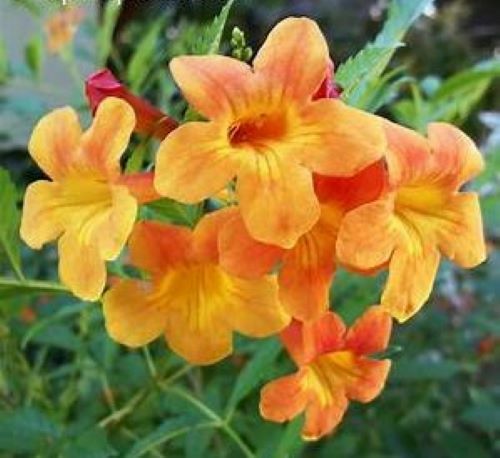 SUN TRUMPET TACOMA ORANGE ~ Campsis Radicans Trumpet Vine ~ Rooted Starter Plant
