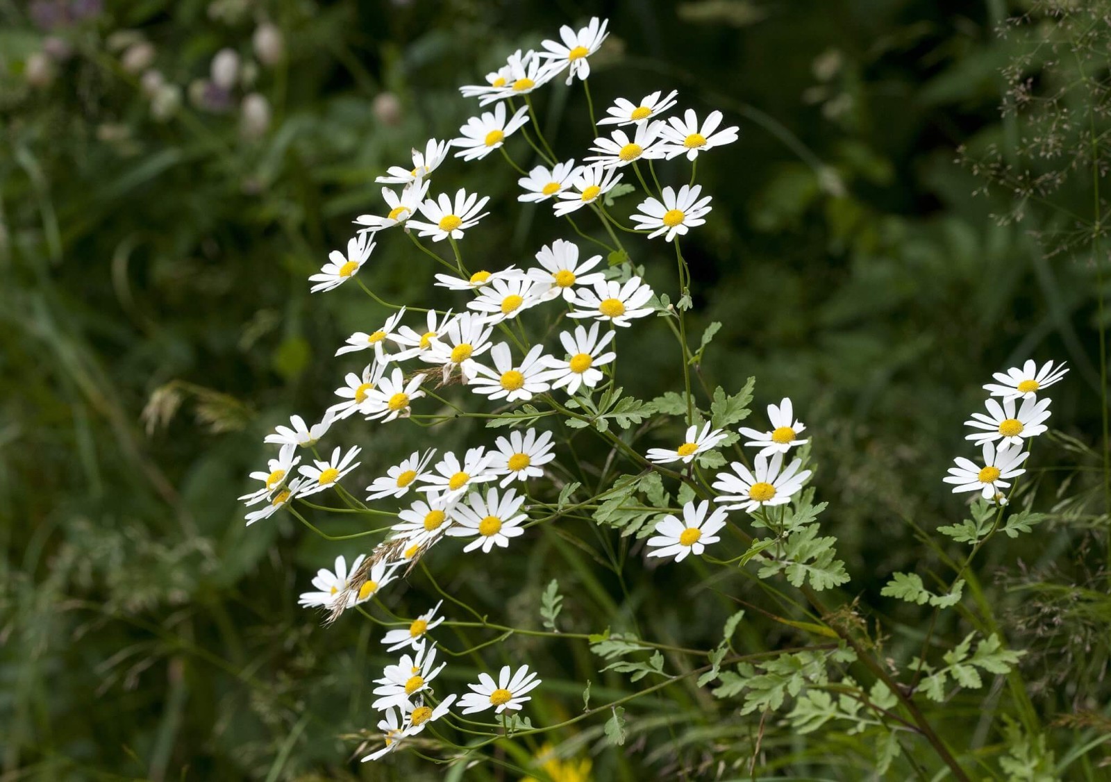 200 Feverfew seeds NON GMO Heirloom Free shipping & tracking