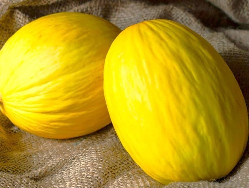 25 Sweet Fresh | NON-GMO | Crenshaw Premium Melon Seeds-B 20