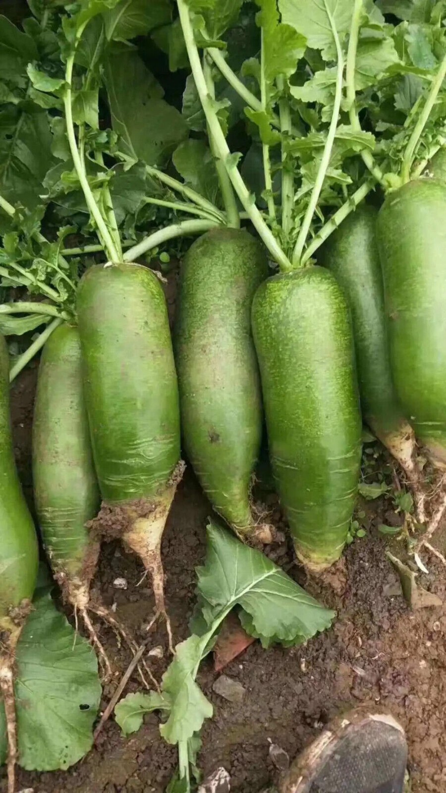 Chinese Green Radish Seeds Sweet Crisp Non-GMO Easy Grow High Yield