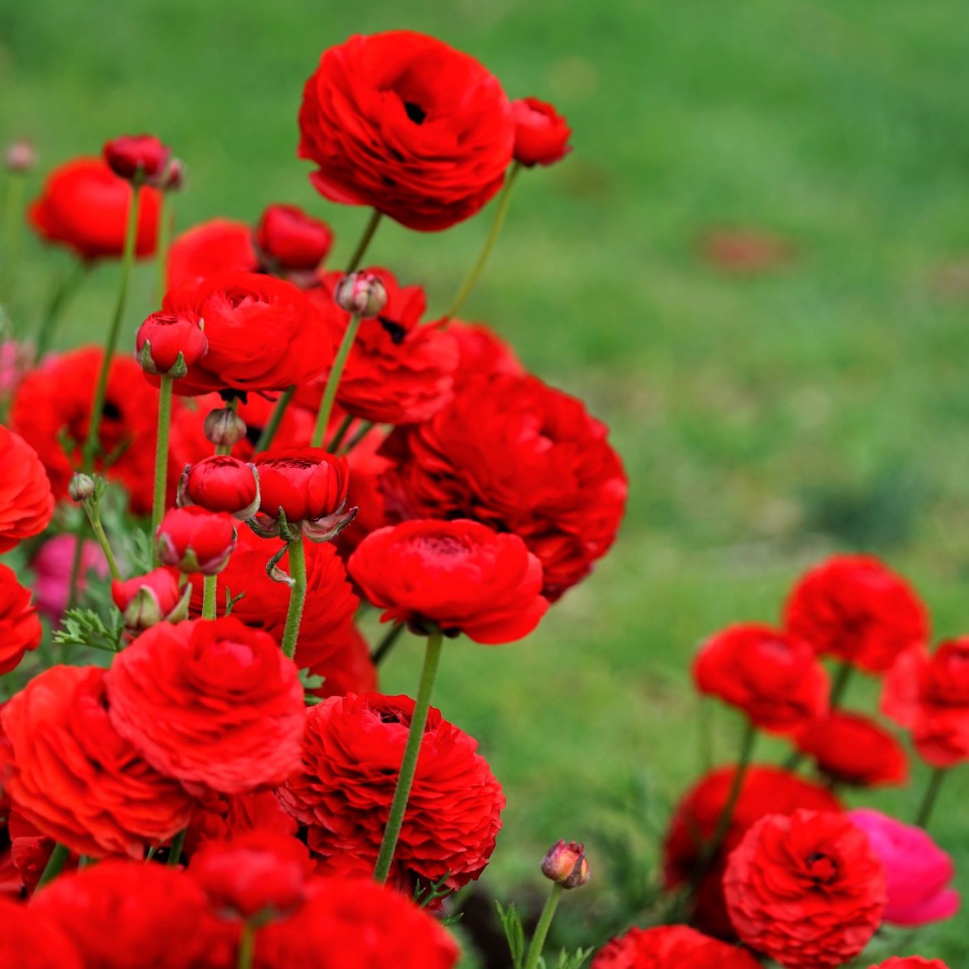 Ranunculus Buttercup Romance Collection 20 Bulbs – Spring Red & White Blooms Sun