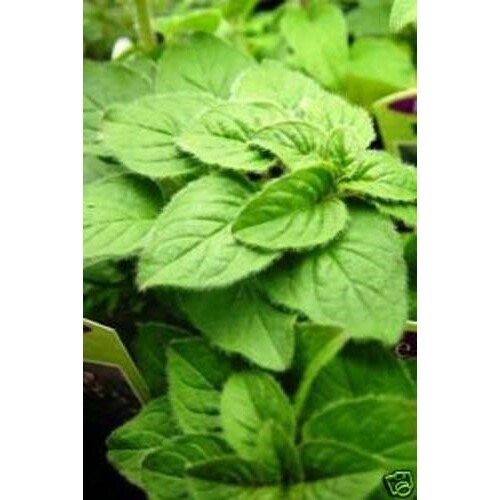 Oregano Italian Great Garden Herb By Seed Kingdom 1/4 Lb Seeds
