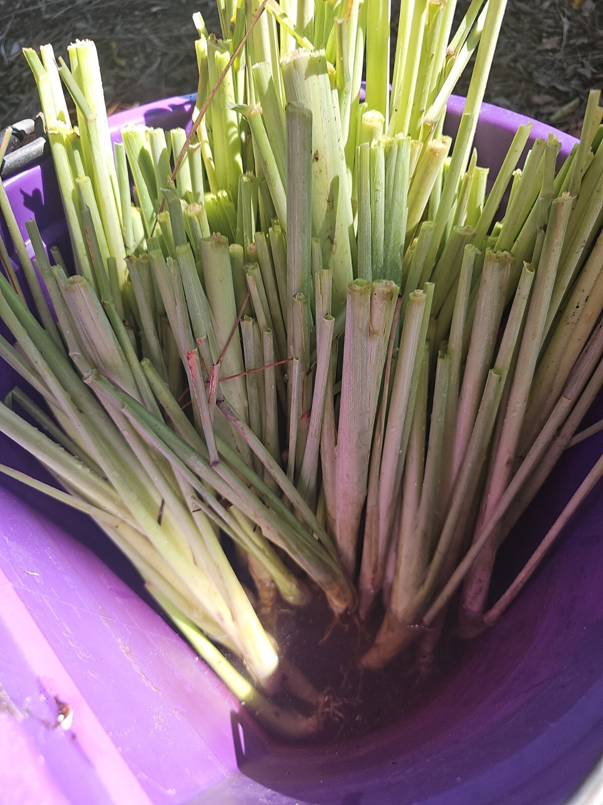 5 Lemongrass Stalks Plugs Live Cymbopogon Plant Healthy Herb Lemon Grass Organic