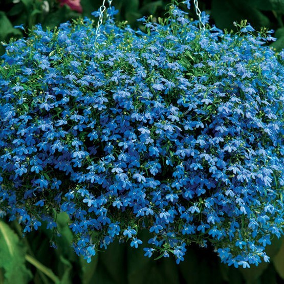 200 BLUE SAPPHIRE LOBELIA Erinus Flower Seeds *Comb S/H