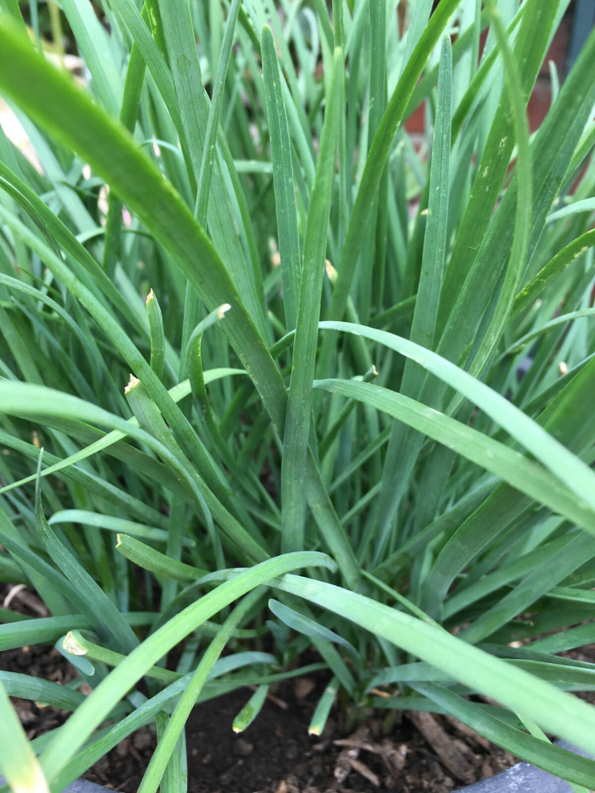 20 Organics Garlic Chives Live Plant Bare Roots Hardy Perennial Herb Jiu Cai USA