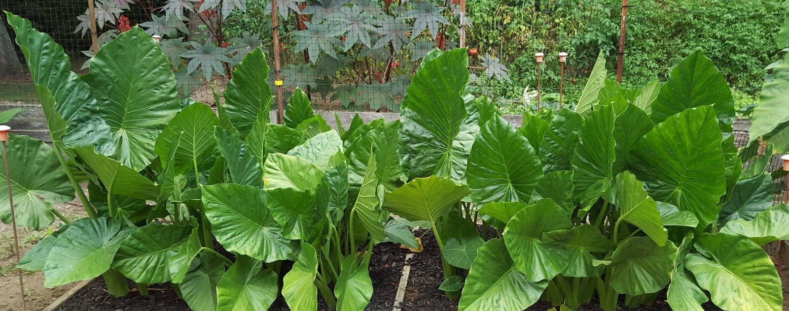 20+ small Alocasia macrorrhizos Upright bulbs -PRICE REDUCED (Lot #21)