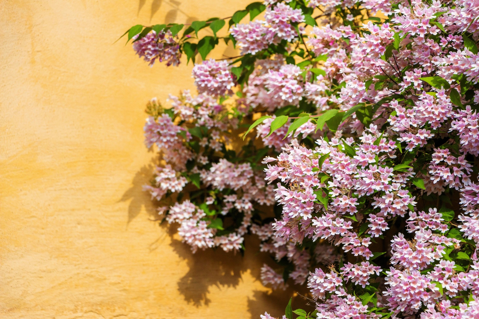 10 BEAUTY BUSH SHRUB Beautybush Kolkwitzia Amabilis Flower Seeds *Flat S/H