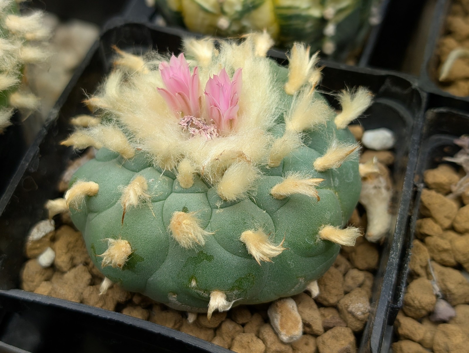 Astrophora Cactus 25 seeds (F)