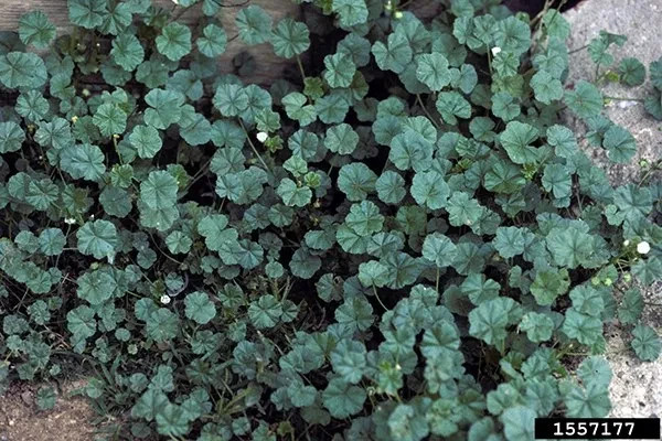 500 Common Mallow (Malva neglecta) Seeds – Hardy Pink Wildflower – Easy Grow Gr
