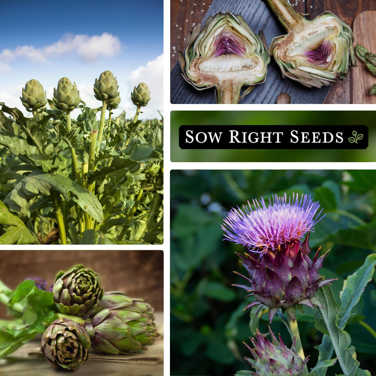 – Artichoke Green Globe Seeds for Planting – Non-GMO Heirloom Packet with Ins…