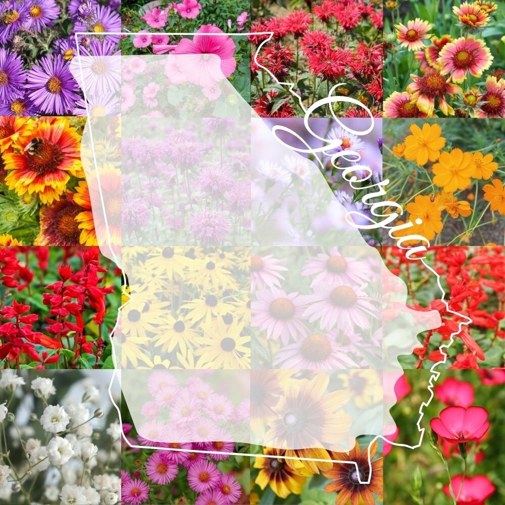1/4LB Georgia Bulk Wildflower Seed Mix 1lb Covers 2,000sq-ft Colorful Blooms
