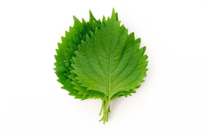 Green Shiso Japanese Perilla Leaf frutescens Premium Seed Packet