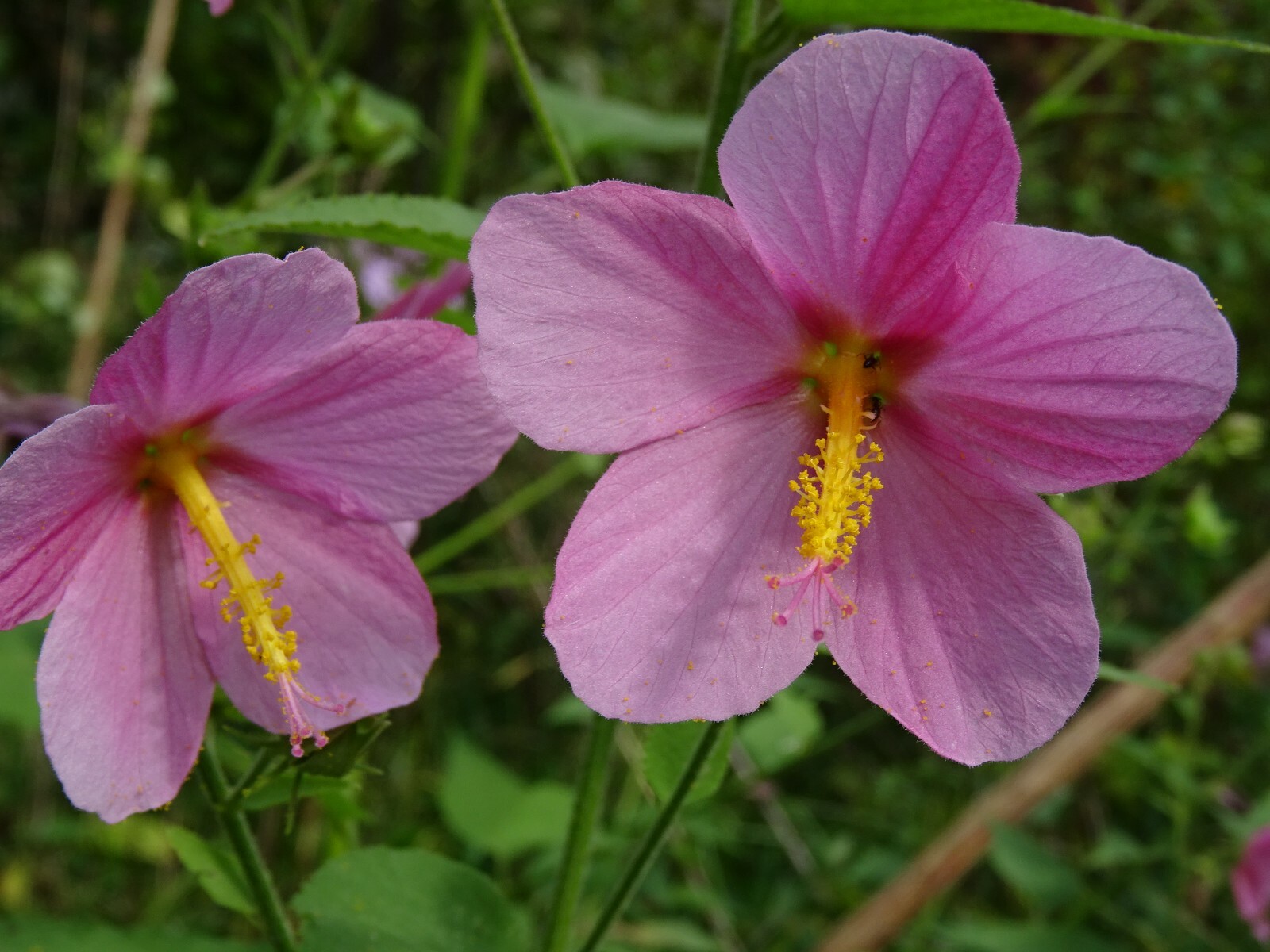 Pink Mallow Kosteletzkya virginica Native Perennial Wildflower 25 seeds from2023
