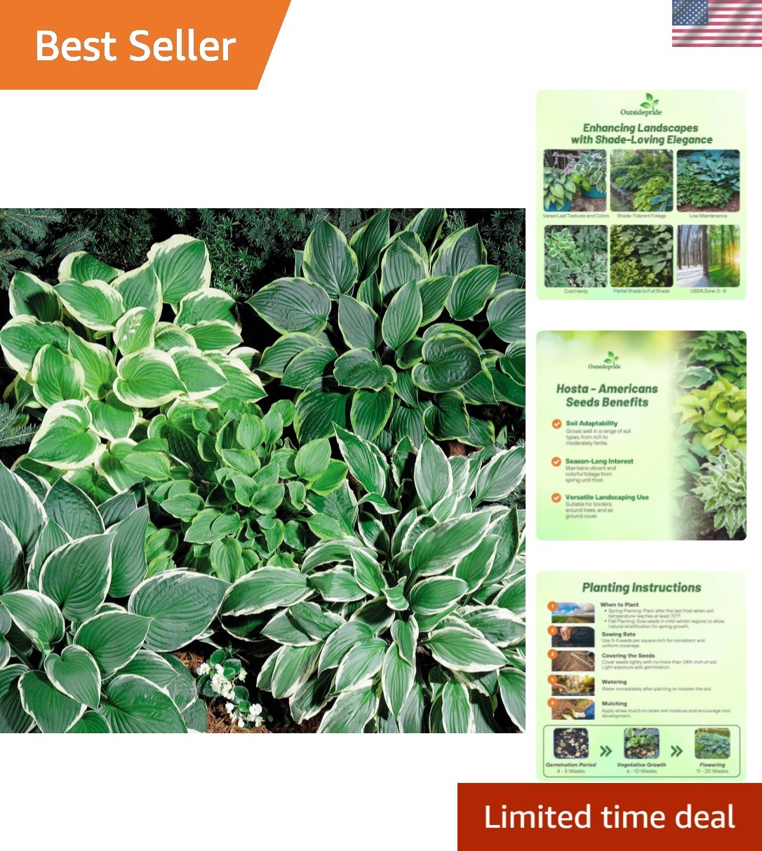 Low Maintenance Hosta Seeds – 50 Pcs. for Shade Gardens with -Round Elegance