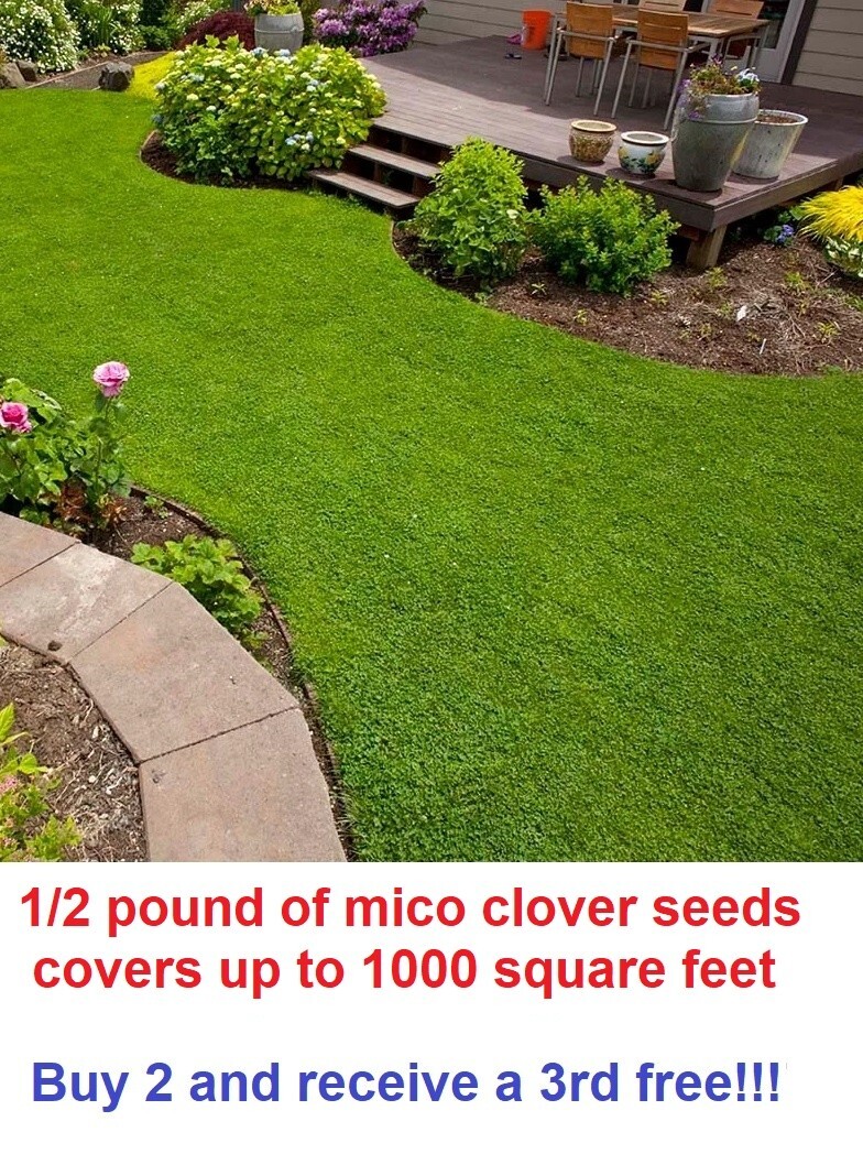 Micro clover seeds – 1/2 pound – covers up to 1000 square feet