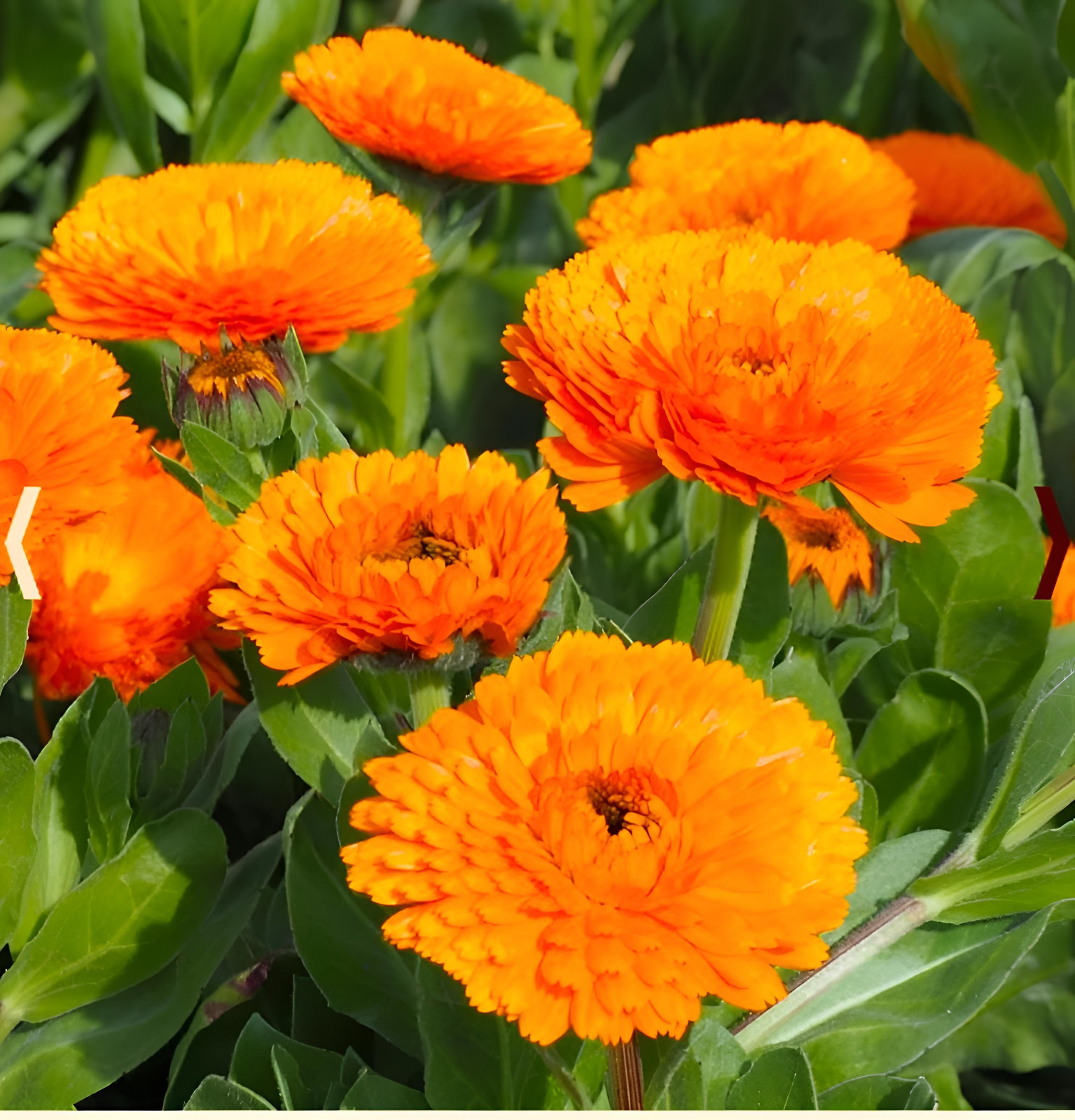 250 English merigold | Calendula Seeds | Pollinator Bees & Butterflies