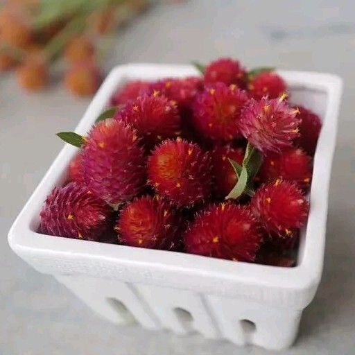 30 Gomphrena Strawberry Fields seeds Vivid Lipstick-red Blooms