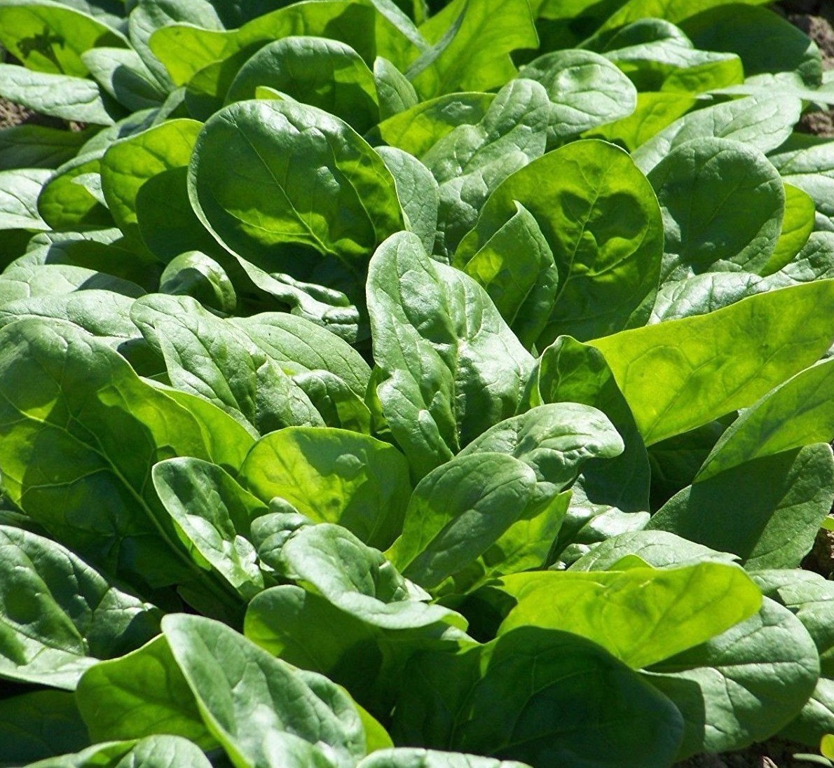 Viroflay Spinach Seeds, Monstrueux de Viroflay, NON-GMO, Variety Sizes Sold