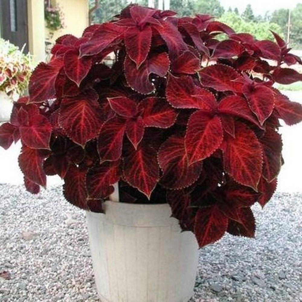 200 Seeds Wizard Red Velvet Coleus Seeds For Planting – Shade Garden Plants