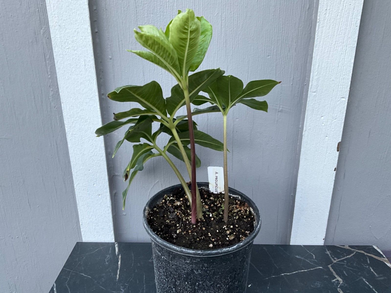 Amorphophallus prolificus 2YO Tuber Rare Plant Aroid Bulb Flower Collectors