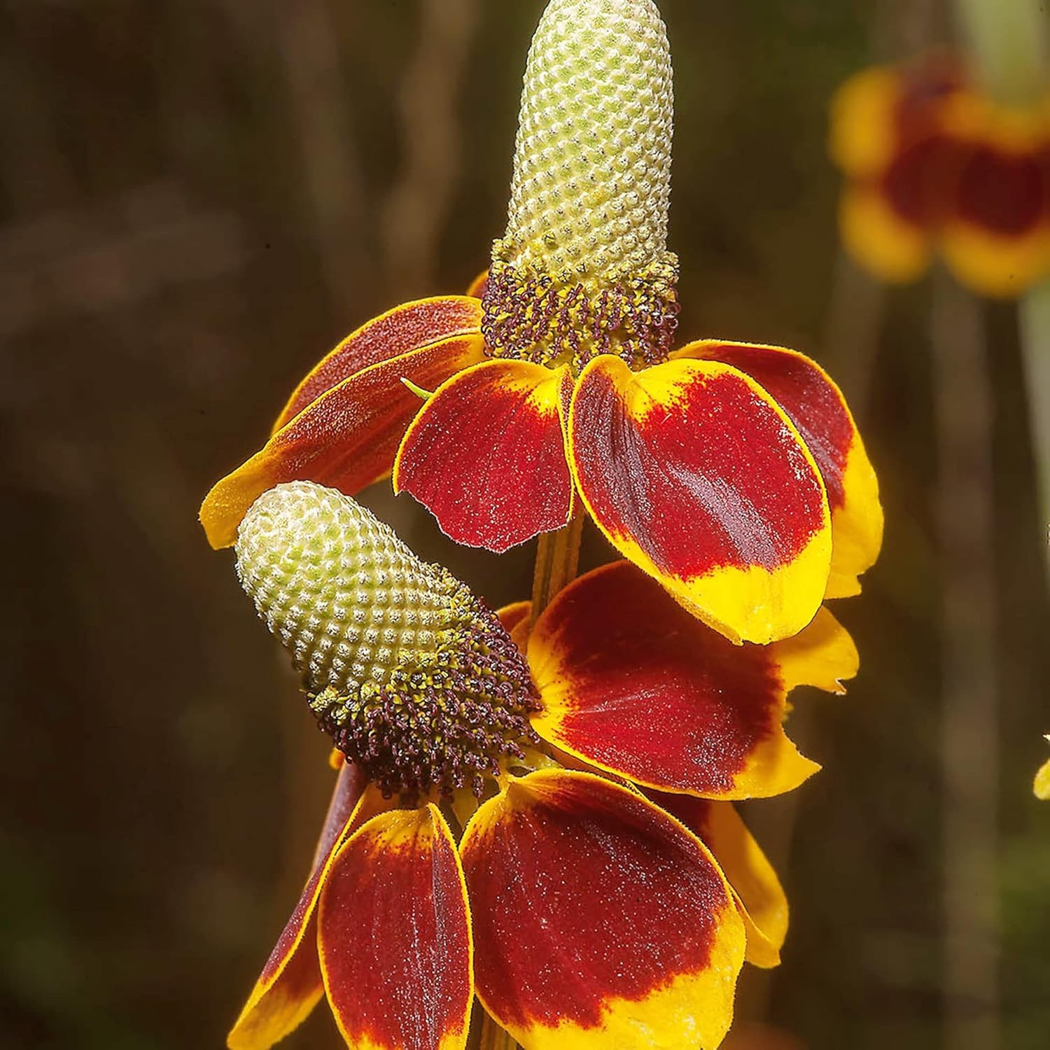 500+ MEXICAN HAT SEEDS — DROUGHT TOLERANT — NATIVE PERENNIAL — RATIBIDA