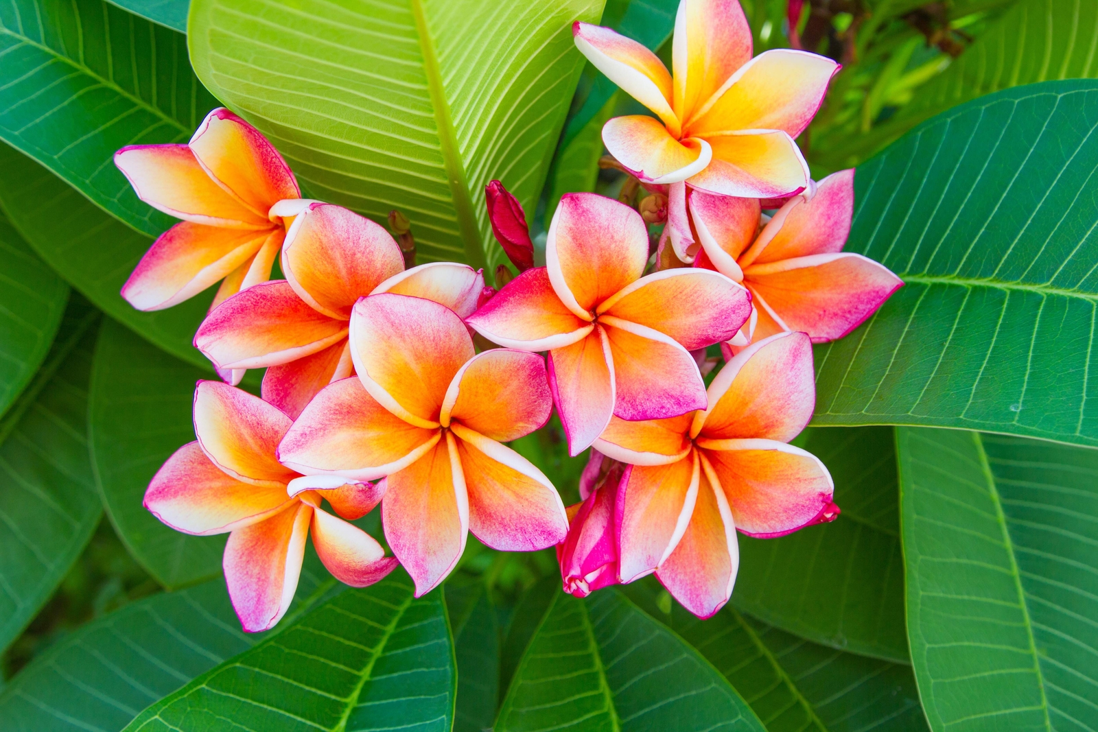 10 MIXED COLORS PLUMERIA Seeds – Lei Flower Frangipani Mix Pink Red Yellow White