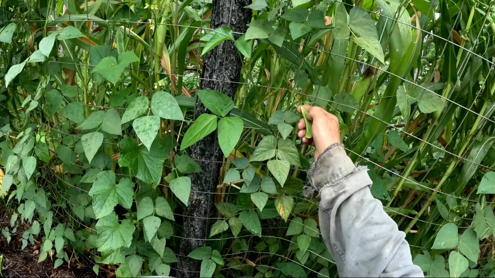 10+ Worcester Indian Red Pole Lima Bean Seeds – Heirloom Red Saba Lima Bean