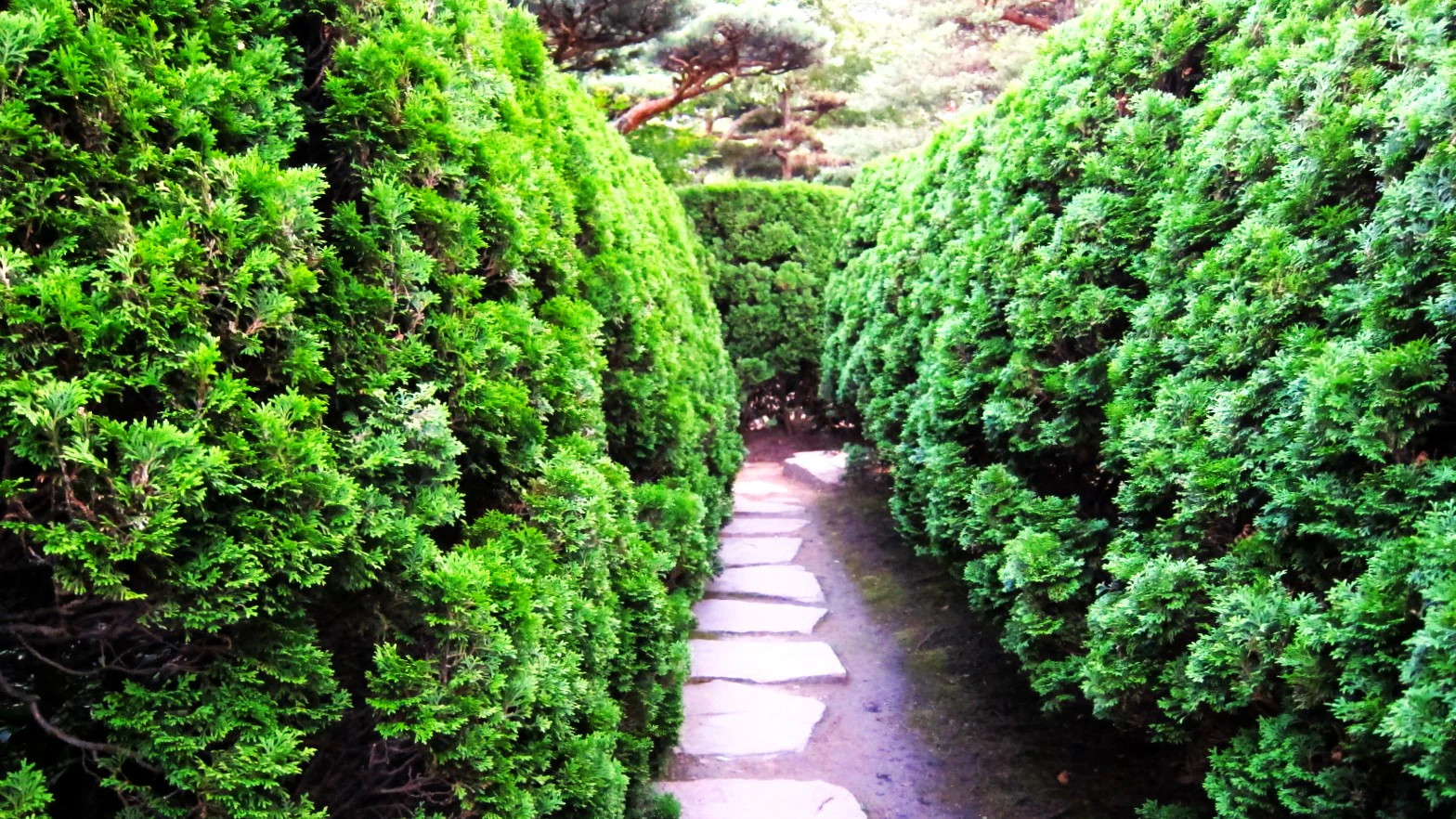 American Arborvitae (White Cedar) Seeds – For 2026 Planting Thuja Occidentalis
