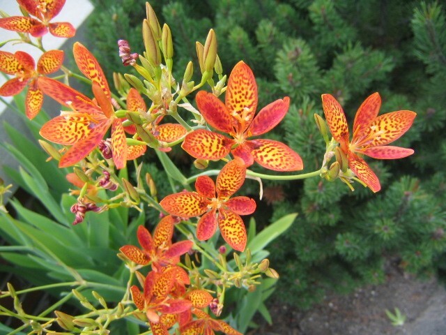 Iris Domestica / Belamcanda Chinensis 150 Seeds, Blackberry Herb or Leopard Lily