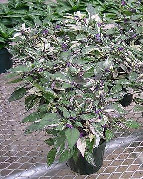 Pepper Ornamental Calico 100 seeds