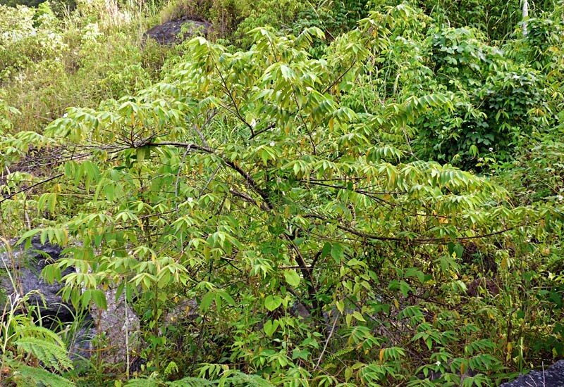 Jamaican Cherry aka Strawberry Tree Muntingia calabura ~ Rooted Starter Plant