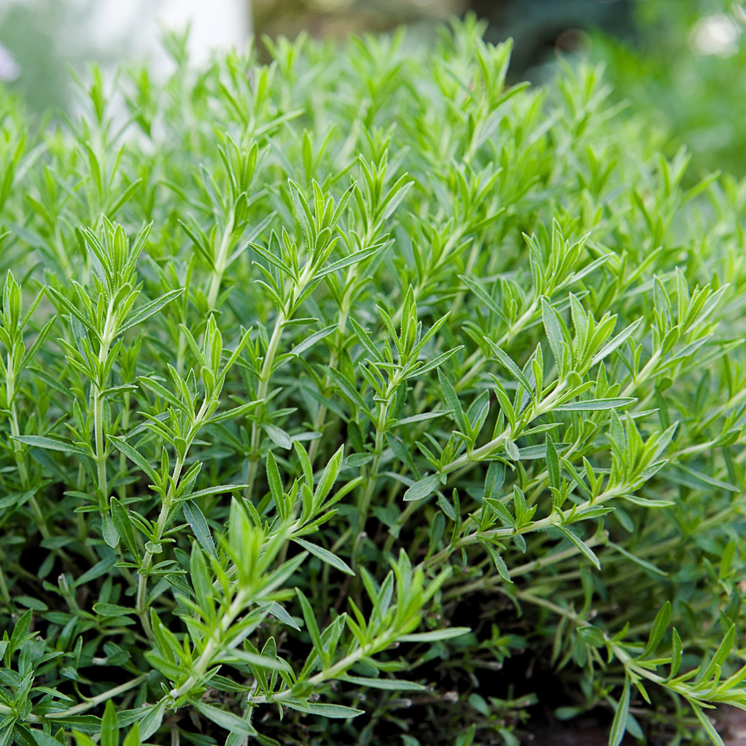 Fresh Tarragon Seeds | Cooking | Gardening | Heirloom Non-GMO | Herb Seeds
